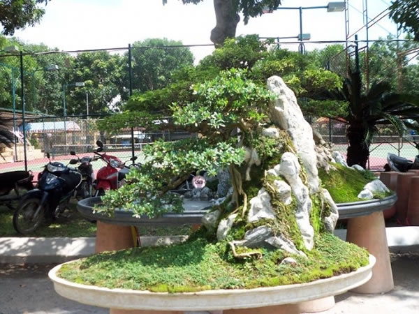 Thiết kế, thi c&ocirc;ng H&ograve;n Non Bộ s&acirc;n vườn tại TP Vinh Nghệ An
