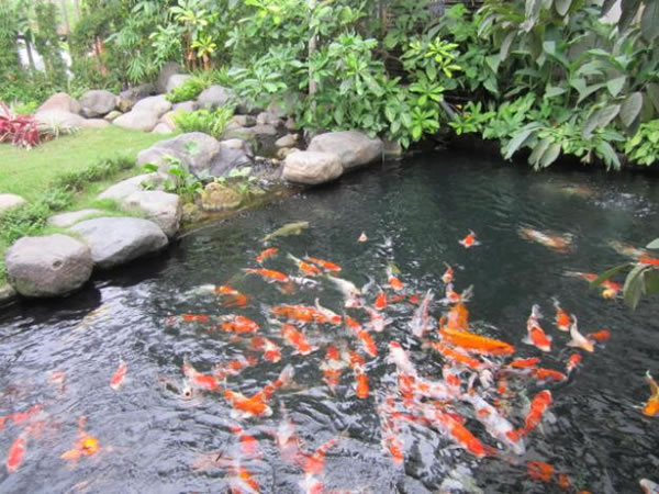 Thiết kế, thi công Tiểu cảnh sân vườn tại TP Vinh Nghệ An
